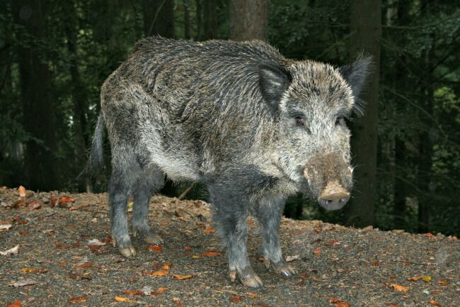 Wild Razorbacks of Arkansas - Only In Arkansas